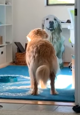 GoldenRatioOTD's tweet photo. 10/12/19 On this day: Hopper was growling at cardboard Venk so everyone came to yell at cardboard Venk https://t.co/BZWeZRSmu0