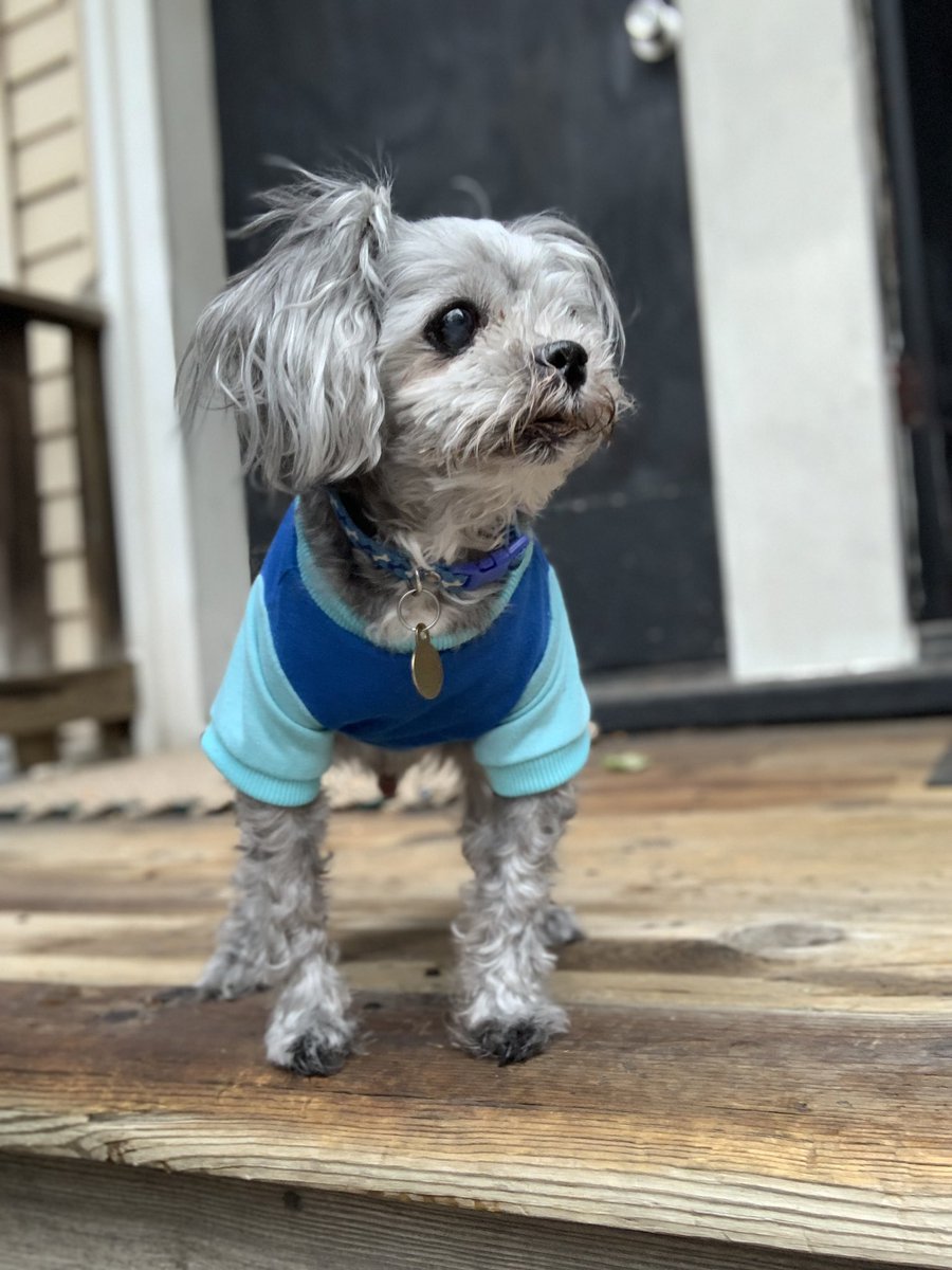 Aussieshell4 tweet media