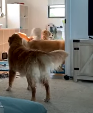 GoldenRatioOTD's tweet photo. 10/12/19 On this day: Hopper was growling at cardboard Venk so everyone came to yell at cardboard Venk https://t.co/BZWeZRSmu0