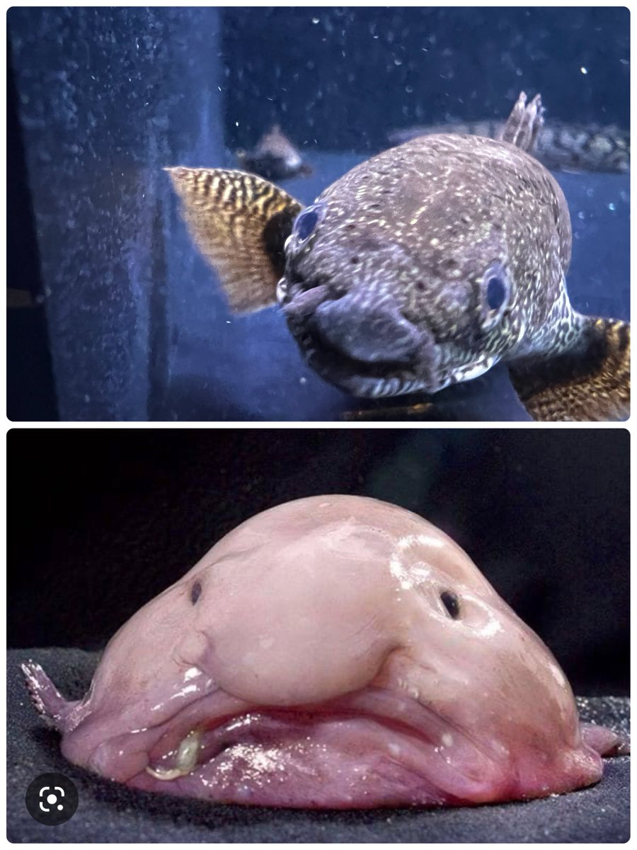 ポリプテルス Twitter Search Twitter