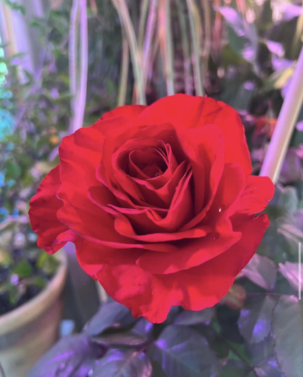 Rose Dawn 🙂🌸 (@RoseDawn017) / Posts / X