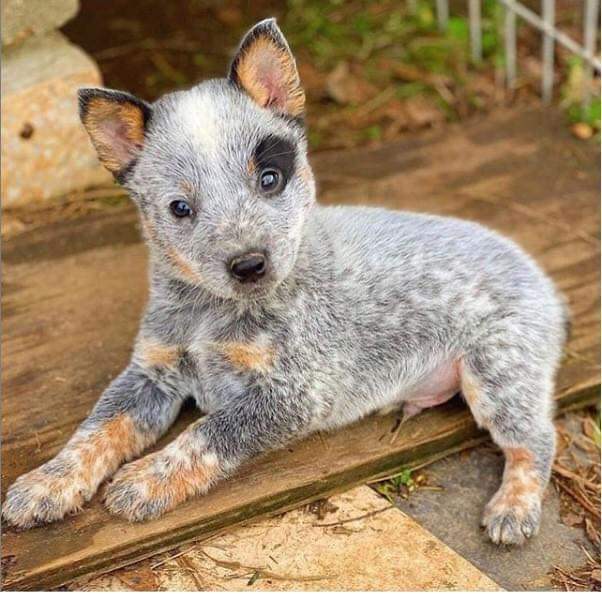 𝕏 Dogs tweet media