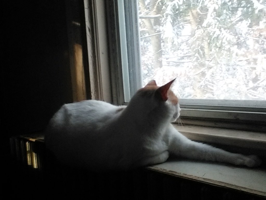 FSCARPACI's tweet photo. Snowfall,  watching a little snowfall on the trees https://t.co/yTGGtr7Hjx