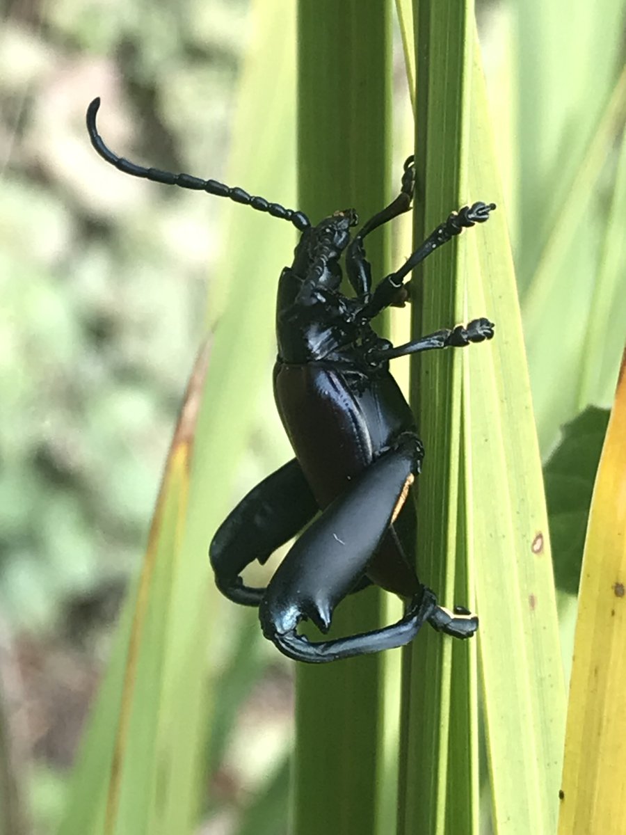 's tweet image. Our Observation of the Day is this Frog-legged Leaf #Beetle (Genus Sagra), seen in #SouthAfrica by sky1618!

More details at: inaturalist.org/observations/1…  #insects #nature #entomology #coleoptera #biodiversity