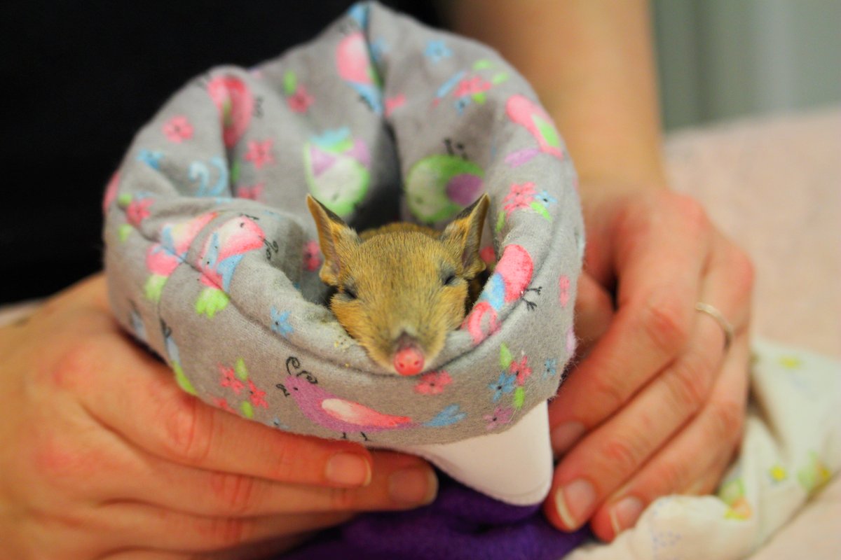 ifawglobal's tweet photo. Harlow met vets at IFAW partner @Bonorong Wildlife Hospital after he was attacked by a cat. Their attentive care has him preparing for a #ReturnToTheWild very soon! This tiny joey is an eastern barred bandicoot, a vulnerable marsupial endemic to southeastern #Australia. https://t.co/OtJW024j60