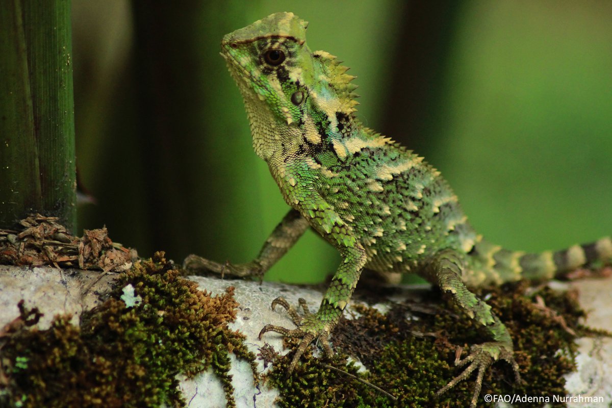 FAOForestry's tweet photo. About 10% of the world’s forests (424 million ha) is allocated for biodiversity conservation.

The rate of increase in area of forest designated primarily for biodiversity conservation has slowed in the last 10 years.

#FRA2020 #GFRA #Post2020 #ForNature #COP15 @UNBiodiversity https://t.co/8Hn9XIBhnE