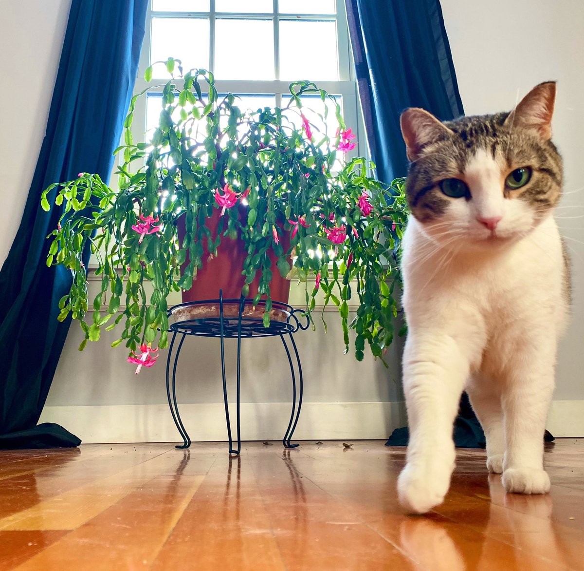 JanisIrwin's tweet photo. Good morning from me, Oregano, and Clarence the Christmas Cactus who’s just happily blooming away 🌺 https://t.co/EcncQnUkIp
