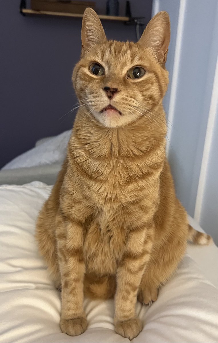 What do you mean by what am I getting Atticus for Christmas?