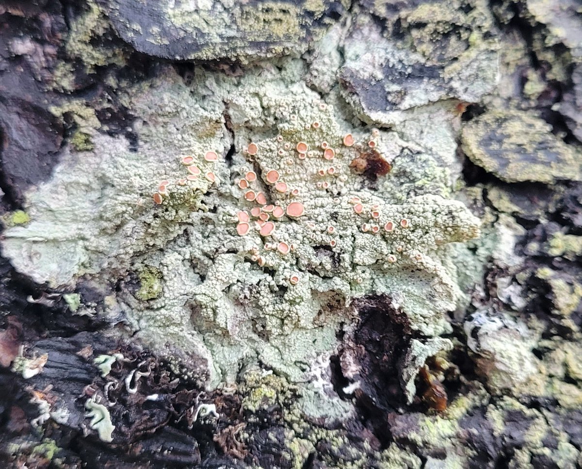 kjtenwolde's tweet photo. Found little pink apothecia this morning. Lecanora sp.? Javier was not impressed I slowed the walk to look at lichens. https://t.co/6SnywxVdF9