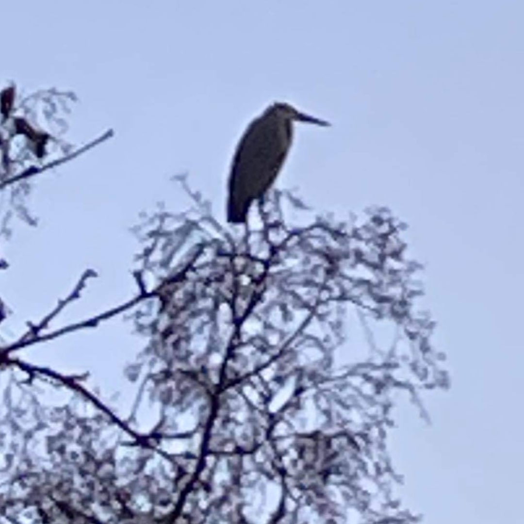 KazzlerT's tweet photo. @Natures_Voice first time we've seen a heron in our garden https://t.co/wNmtEZxpPW