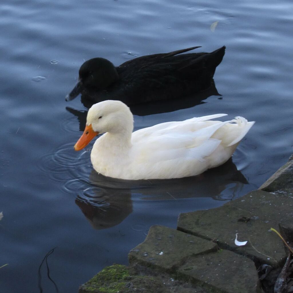 Me and my shadow. I knew there was a white #duck in #mardenquarry in #whitleybay but I didn't realise that there was a black one too. It is actually dark green. instagr.am/p/Cl_kCV0oAuj/