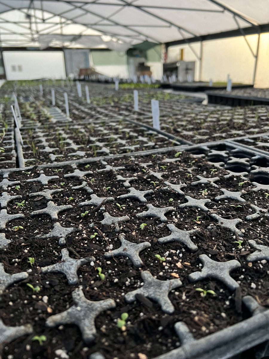 Rosyhardy62's tweet photo. Root cuttings and pricked out seedlings @hardyplants all good in the frost free @KederGreenhouse growing on for next year #peatfree #propogation #NewLifeBegins #plantbabies #amazing #circleoflife https://t.co/N8NlCTw8BR
