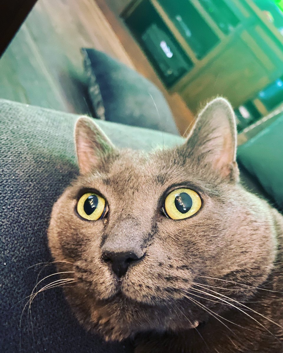 alytheman's tweet photo. Big mood 😽 https://t.co/W1SxM3XJP7