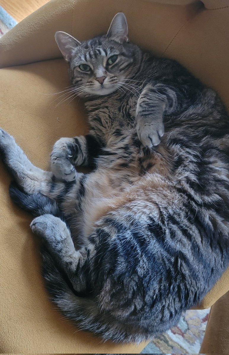 Dead Meat tweet media