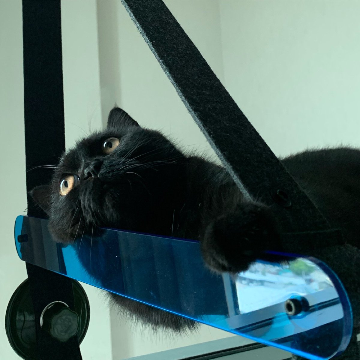 chnxchn's tweet photo. แง้วดำบารอน 
ig: baronthedarkcat #blackcat #แมวดำ https://t.co/64fhV77mHS