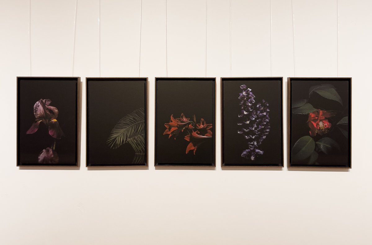 My exhibition "PLANTARIUM" opened yesterday, will remain open until 31 January 2023 at the <a href="/IICAmburgo/">IIC Amburgo</a> . Thanks to the Institute directors Nicoletta Di Biase and Francesca Faziol, Digid'a Lab for the prints and Rosini Cornici for the frames. 

<a href="/ViglinoMirko/">mirkoviglino.eth</a>