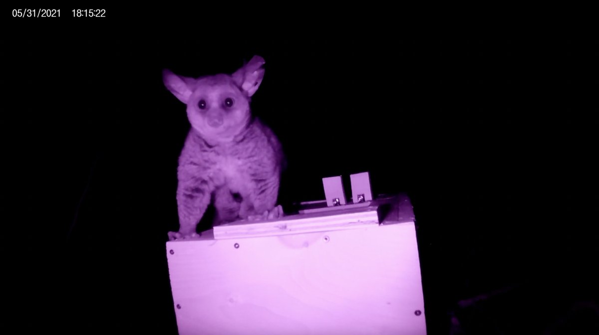 MSauther's tweet photo. My graduate student Jack Dalton has  just received a substantial Leakey Foundation Research Grant! He will be using this to study bushbaby cognition at the  beautiful Lajuma Research Centre in South Africa. https://t.co/TzX4gKhccd https://t.co/kgpZ4ho8T9