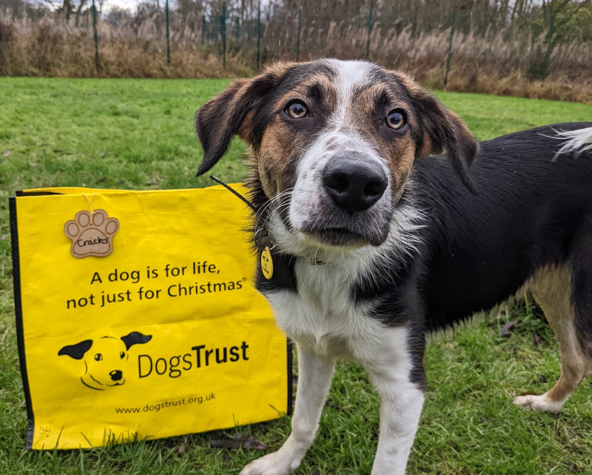 Do Dogs Trust Put Dogs Down