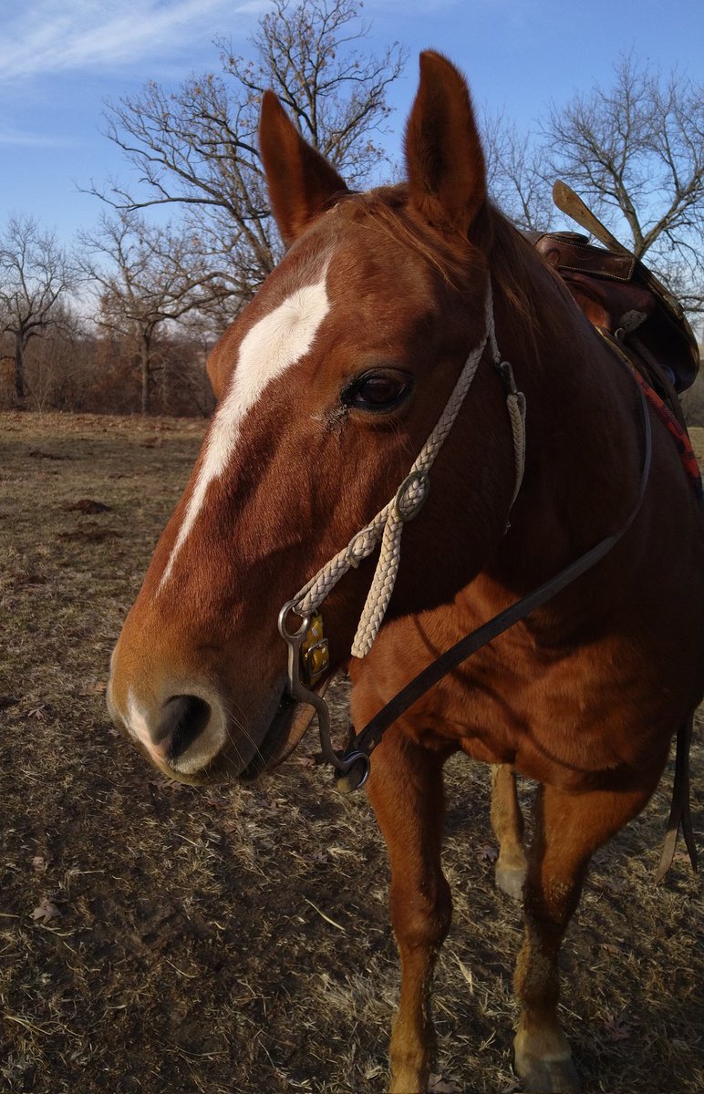 Zombi_Rot's tweet photo. Love my fiance so much, as an early Christmas gift he bought me the horse I have been riding for a neighbor. Pumpkin is now my horse!! https://t.co/WcLVruKTVg