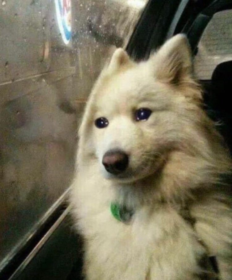 🐺 (@ziellos_) on Twitter photo 