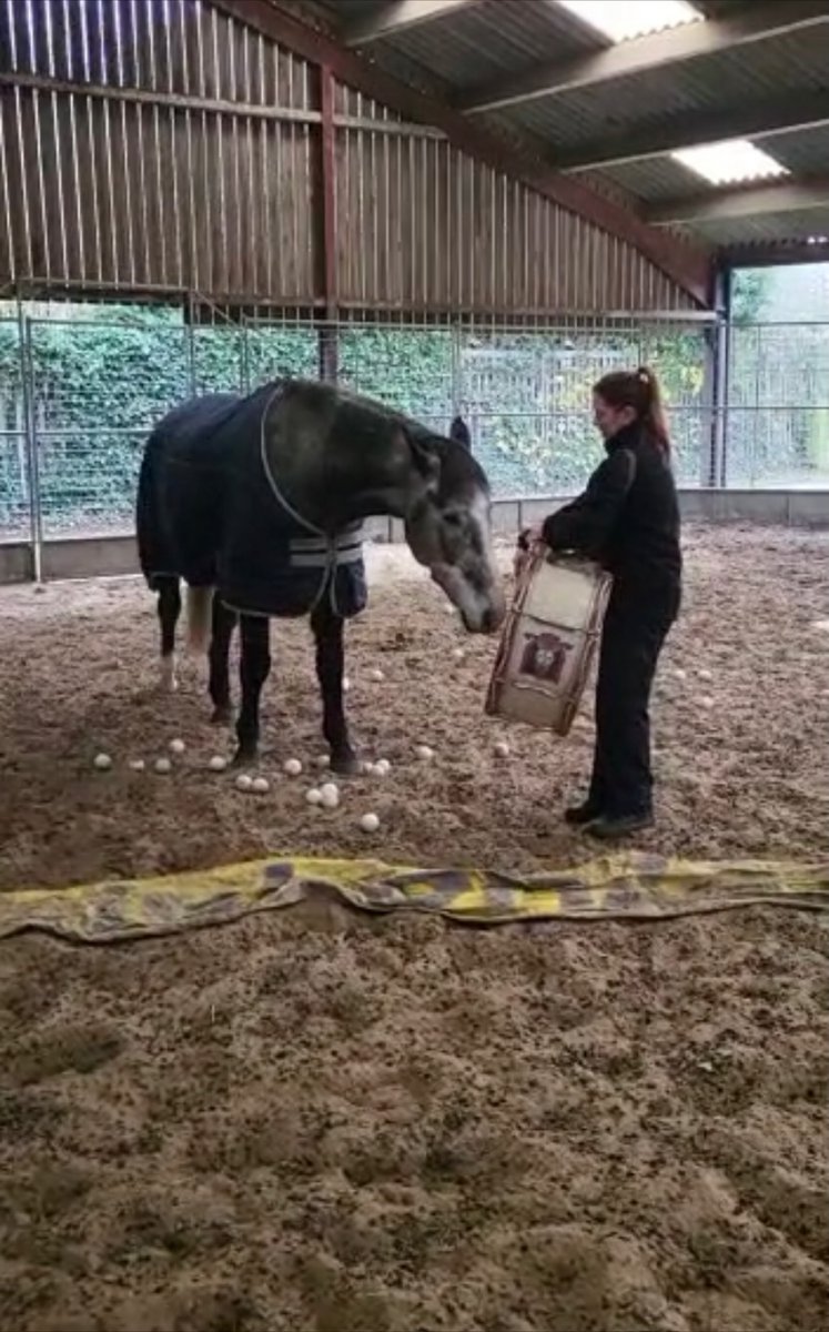 Brock is progressing well with his training. He was very inquisitive when listening to the sound of the drums. #policehorsetraining