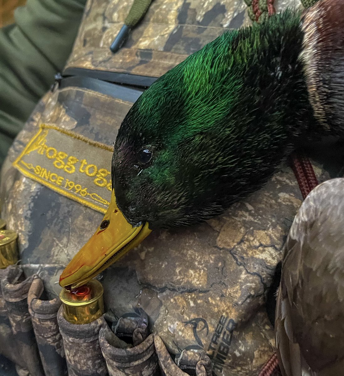 DMullinsfishing's tweet photo. Still the most comfortable waders Iβve ever put on. @froggtoggs
#duckhunting #waterfowl #easttnduckhunting #easttnwaterfowl #duckhunting #tnducks #foodplot #waterfowlphotography #fowlhabitsfarm #fowlhabits #avianxdecoys #bossshotshells #ducksunlimited #deltawaterfowl #duck https://t.co/flxpWCWpto