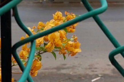 Madhumathi_Inks's tweet photo. #EternalLoveForNature 💗
#FramingMomentsLeavingHeartprints
வேலிகள், சுவர்கள் தாண்டி மலர்தலில் தான், வேர்களின் கனவுகள் ஒளிரும்...✨
#Nature #NaturePhotography #naturelovers #flowerphotography #Flowers #AllThingsFlowers #LanguageofColors #Monsoon #Bougainvillea https://t.co/EMC01cp5ji