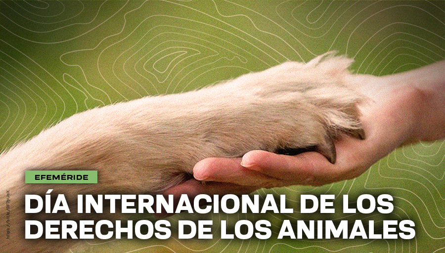 Día Internacional de los Derechos de los Animales 2025: la fecha que denuncia el maltrato invisible