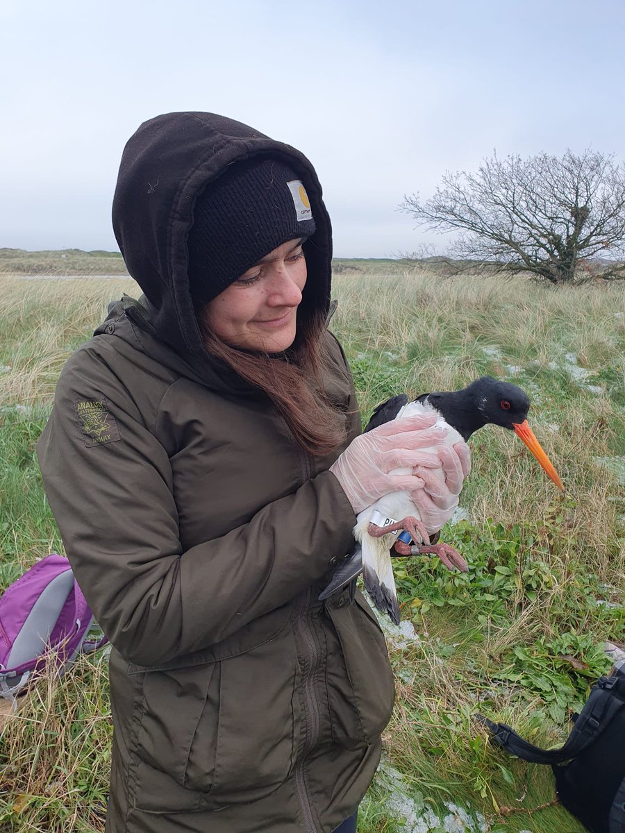 Clare Addyman (@addymanclare) on Twitter photo The look of absolute love 🧡 A very successful day for our oyster catcher #ringing and #tagging mission! Hopefully tonight mist netting at the same location will bring us some Godwit & Redshank luck 🍀 <a href="/mindtheTrapp/">Steph Trapp</a> @ExeterMarine The look of absolute love 🧡 A very successful day for our oyster catcher #ringing and #tagging mission! Hopefully tonight mist netting at the same location will bring us some Godwit & Redshank luck 🍀 <a href="/mindtheTrapp/">Steph Trapp</a> @ExeterMarine