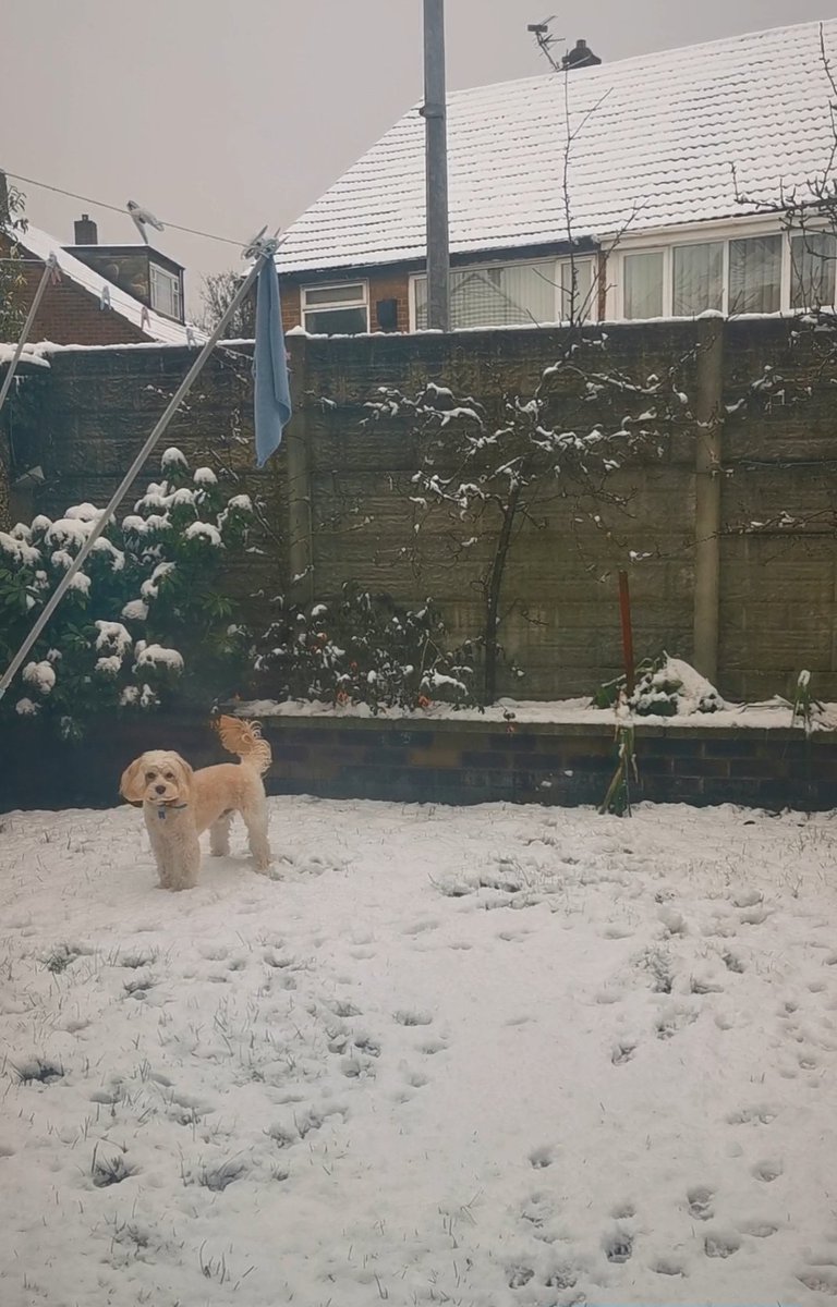 Ball11N's tweet photo. @MissBoyd_22 My dog Ted, sure is ❄️☃️ https://t.co/Woszd2QsMO
