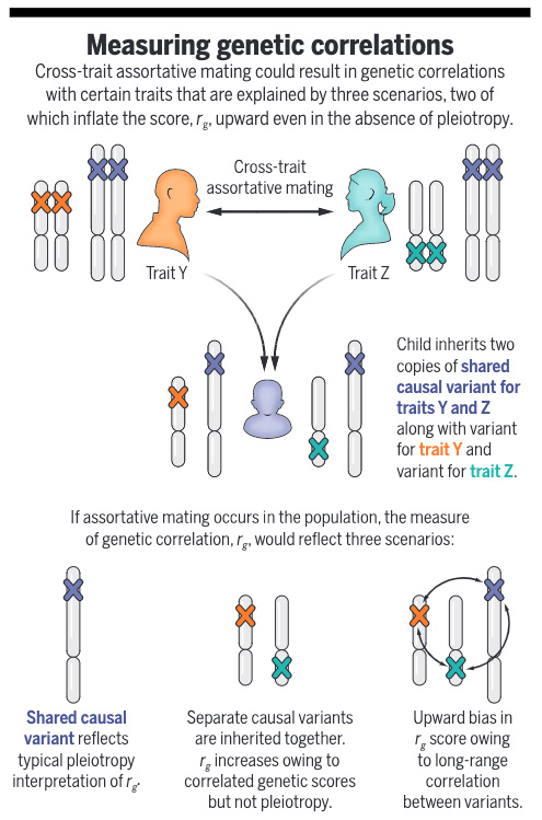 Science Magazine on Twitter: "Many correlations between human traits