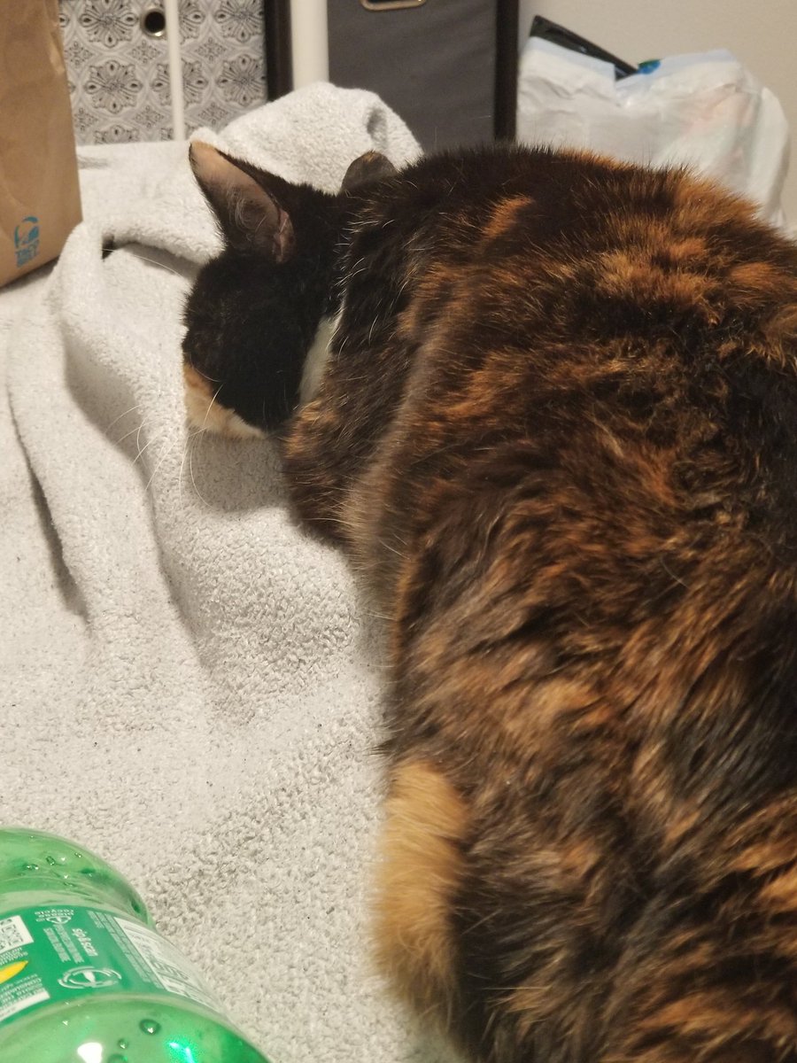TheAstralCat's tweet photo. thank you for being there when i got my appendix removed, and for when i've been the weakest physically and emotionally. you are the grumpiest little bitch that would never let anyone know how much you truly loved them. the only stupid little cat i've ever known to purr and hiss https://t.co/MWfKVtb9sA
