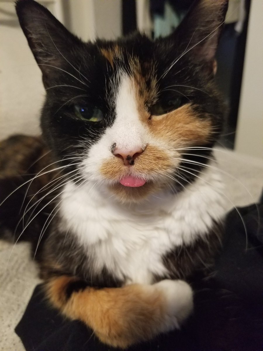 TheAstralCat's tweet photo. thank you for being there when i got my appendix removed, and for when i've been the weakest physically and emotionally. you are the grumpiest little bitch that would never let anyone know how much you truly loved them. the only stupid little cat i've ever known to purr and hiss https://t.co/MWfKVtb9sA