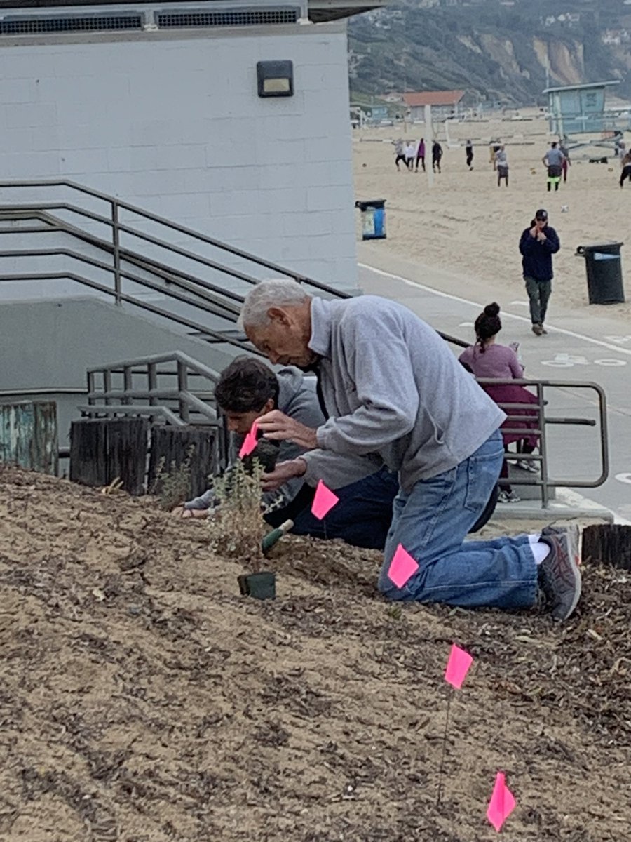 MB_Rotary's tweet photo. Manhattan Beach Rotarians working alongside the Los Angeles Conservation Corps to restore the habitat for the El Segundo Blue Butterfly. https://t.co/h9g0Bgtxib
