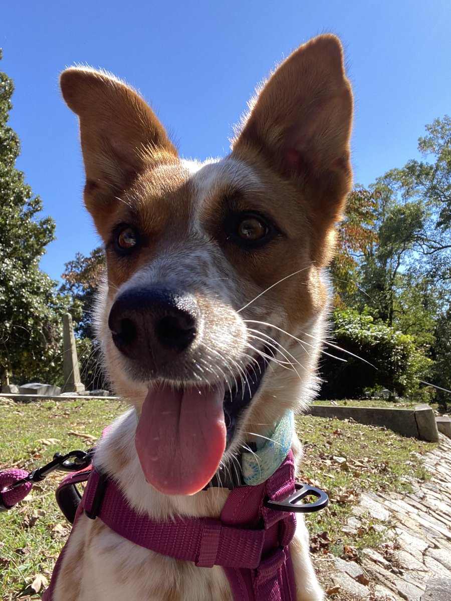 walkin_skeleto's tweet photo. everyone meet my new doggie!!
her name is ruby rue but you have to say it in a scooby doo voice lol

#petsforcorpse https://t.co/jpoFi5tLFM