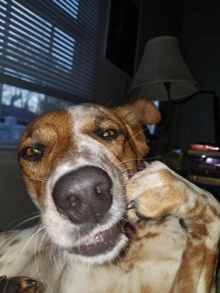 walkin_skeleto's tweet photo. everyone meet my new doggie!!
her name is ruby rue but you have to say it in a scooby doo voice lol

#petsforcorpse https://t.co/jpoFi5tLFM