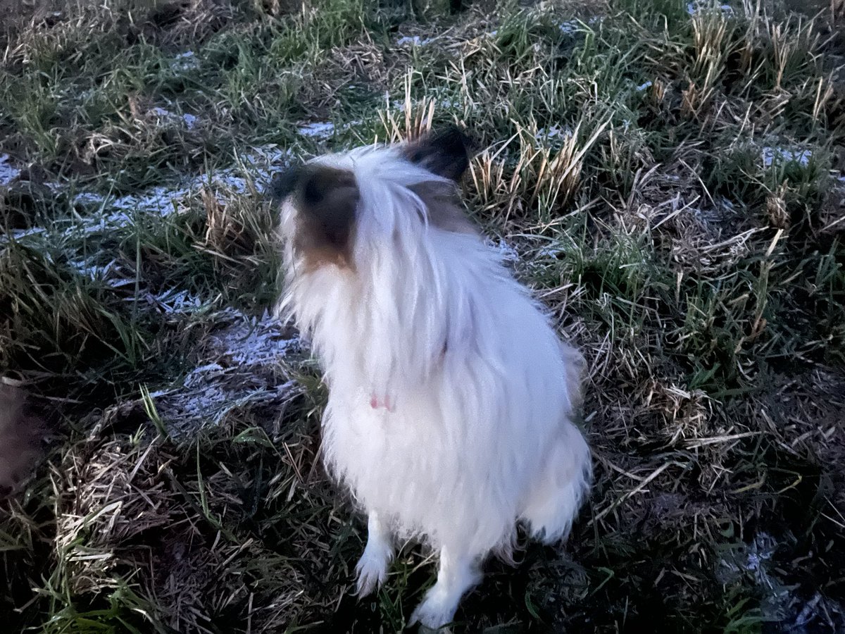Frosty dusk dog walk to clear my head ready for more essay writing!