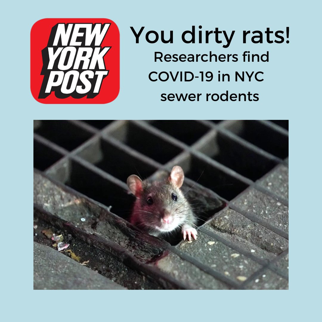 wearemmpc's tweet photo. “The rat calls we usually get were usually in lower income zones,” Timothy Wong, lead technician at pest control company MMPC, said. “Now it’s distributed throughout the entire city”

Read the full article here: https://t.co/JzCxG159g4 https://t.co/A9Tbx88owi