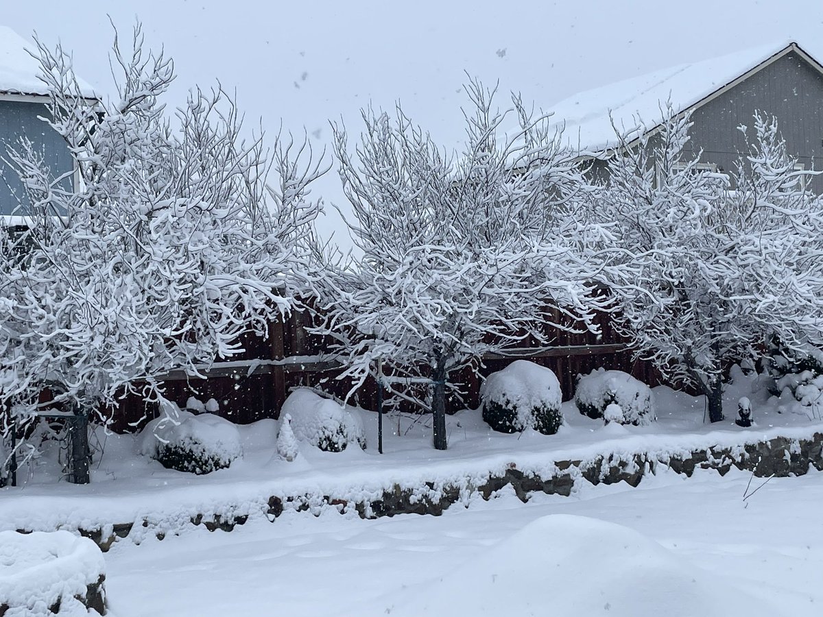 eburgkathy's tweet photo. Winter wonderland ❄️❄️
#ilovewinter #easternWA #snowingforhours https://t.co/j5HyyRUvA6