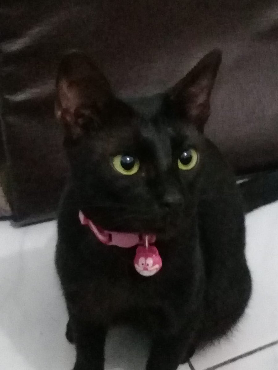 keyshamnd's tweet photo. bocah geheng pake kalung lonceng cem tukang sate krincing krincing tengah malem lari-lari guling-guling sengaja banget lu ye https://t.co/3jx3VcafzR