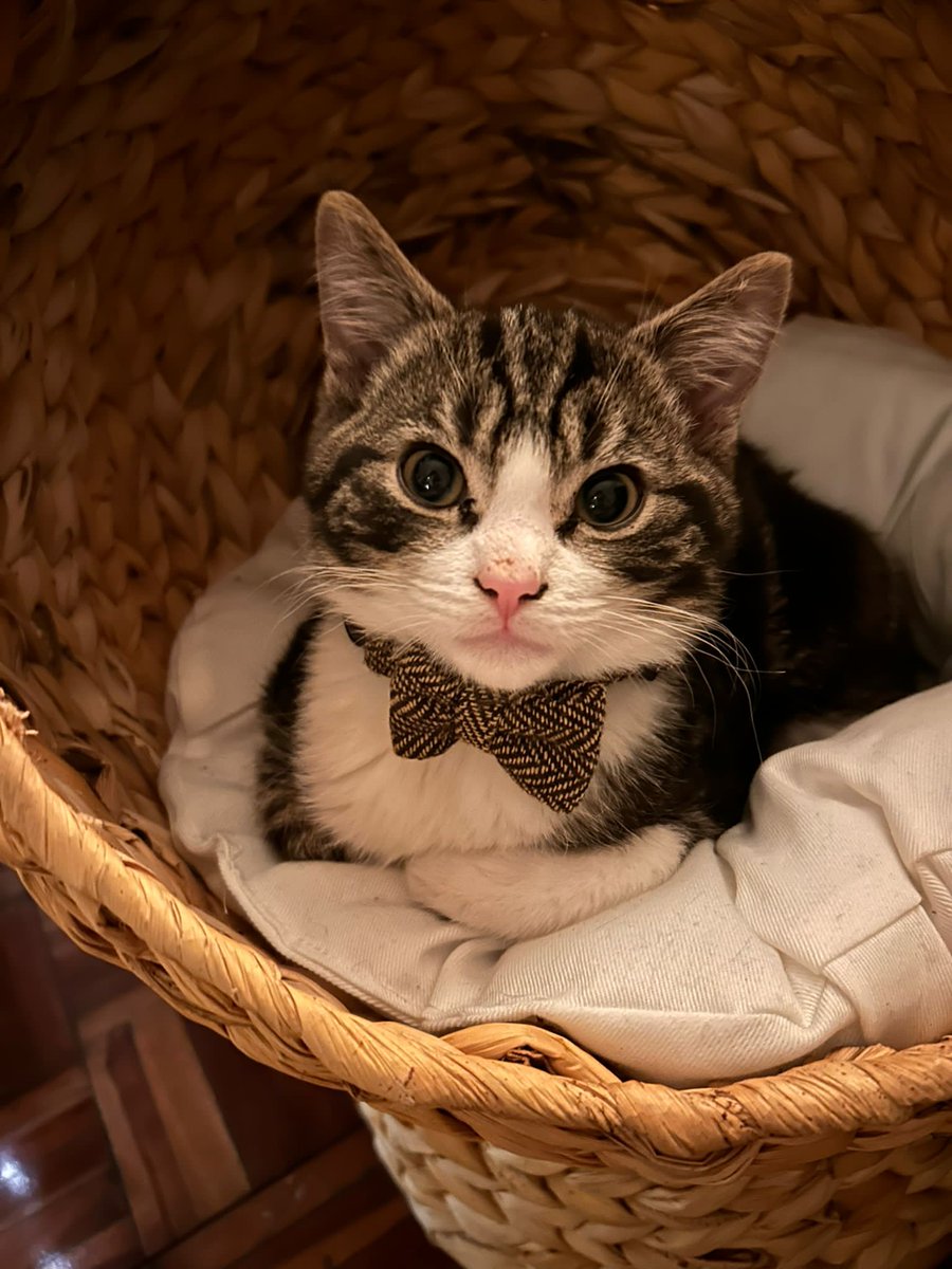 ℍannah. tweet media