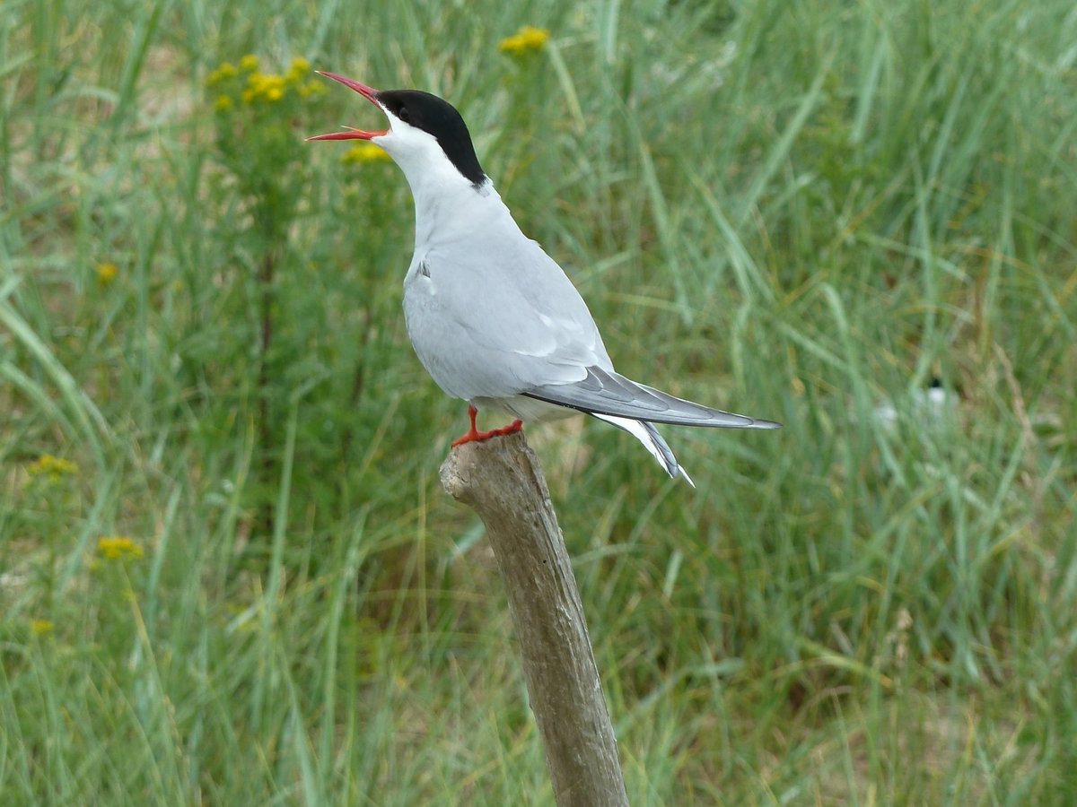 ptolmigan23's tweet photo. All I want for Christmas is these beauts to win... I have an admission to make, I love gannets and growing up they were my favourite seabird, however I then encountered Arctic terns through various work/volunteering and just feel in love, so come on Arctics! #TeamTern https://t.co/8fSkYISC5o