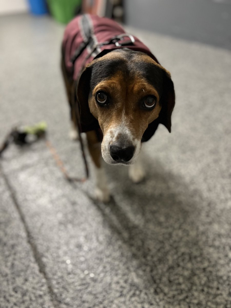 If looks could kill, or at least stop the human from dragging us out in this #rain #dogs