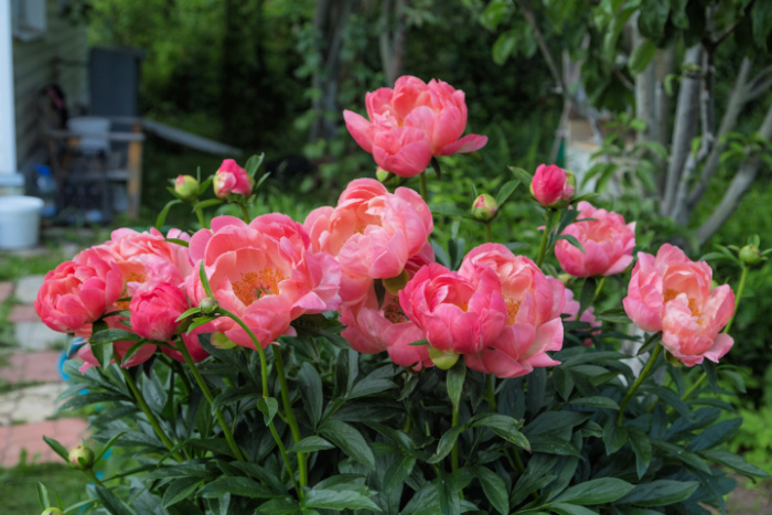 FlowerPatchPam's tweet photo. Which way is Up? Peony Planting https://t.co/ZyVsOrD2hs via @YouTube https://t.co/tTzghkDd35