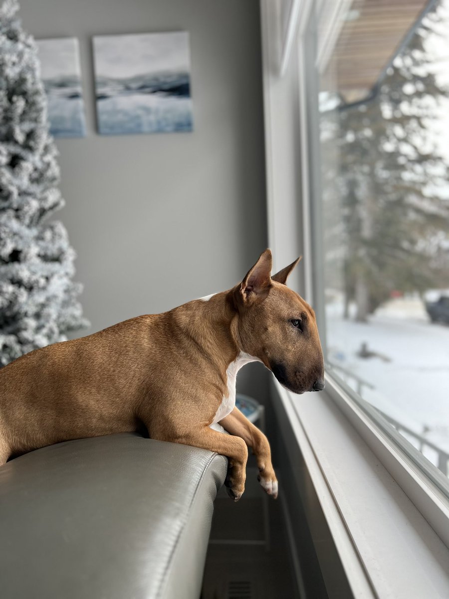 AugustusTheMini tweet media