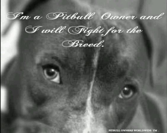 When it comes to humans, They want to blame pit bulls. They want to ban pit bulls. They want to kill pit bulls. 
When it comes to pit bulls, They want to love humans They want to be loyal to humans They don't want to kill humans. So who is the real animal? #endBSL