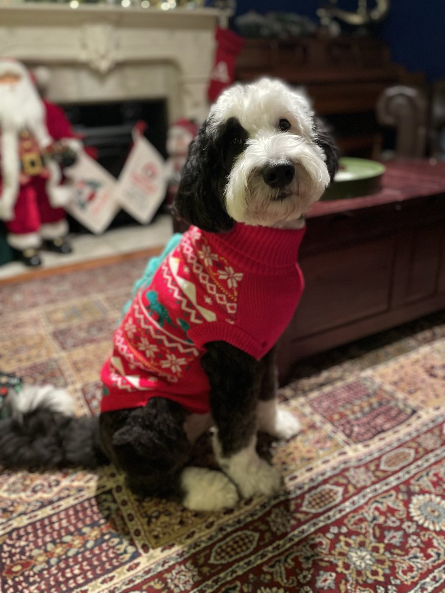 Lady_Alcorn's tweet photo. @dog_rates do you rate Santa elves?  Because I’ve got two of the furriest and best! https://t.co/dBDIa1aIrp