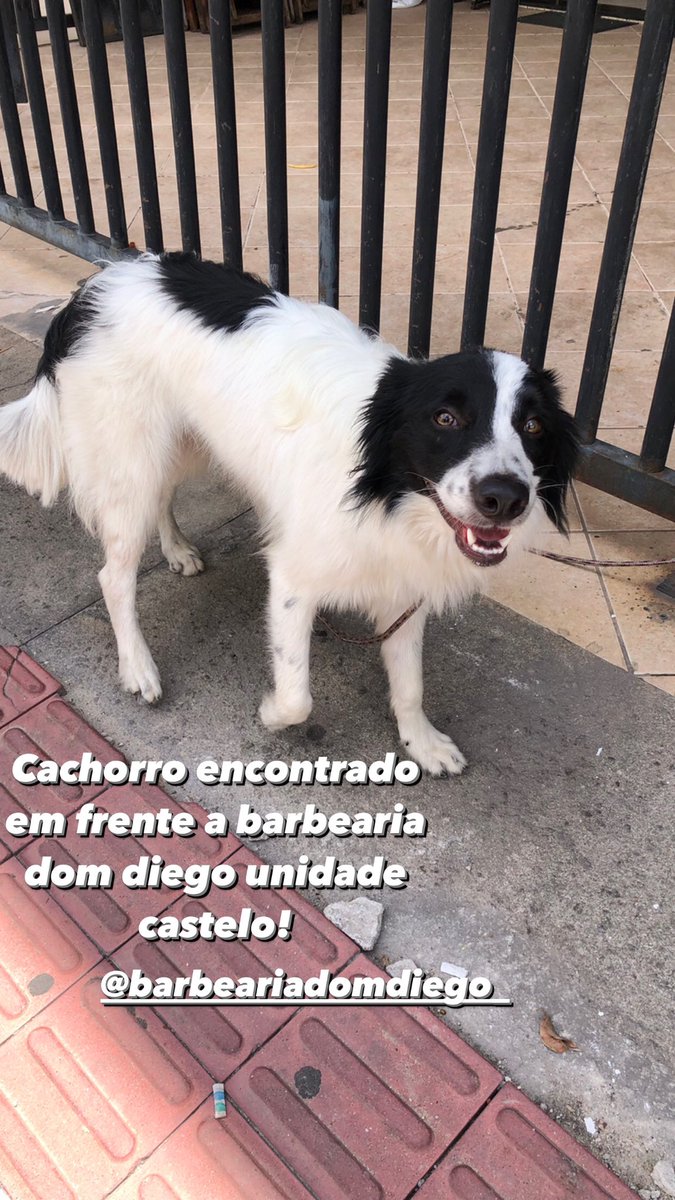 Encontrado em frente a barbearia Dom Diego unidade bairro castelo! Extremamente dócil!
RT PRA AJUDAR A ACHAR OS DONOS!!