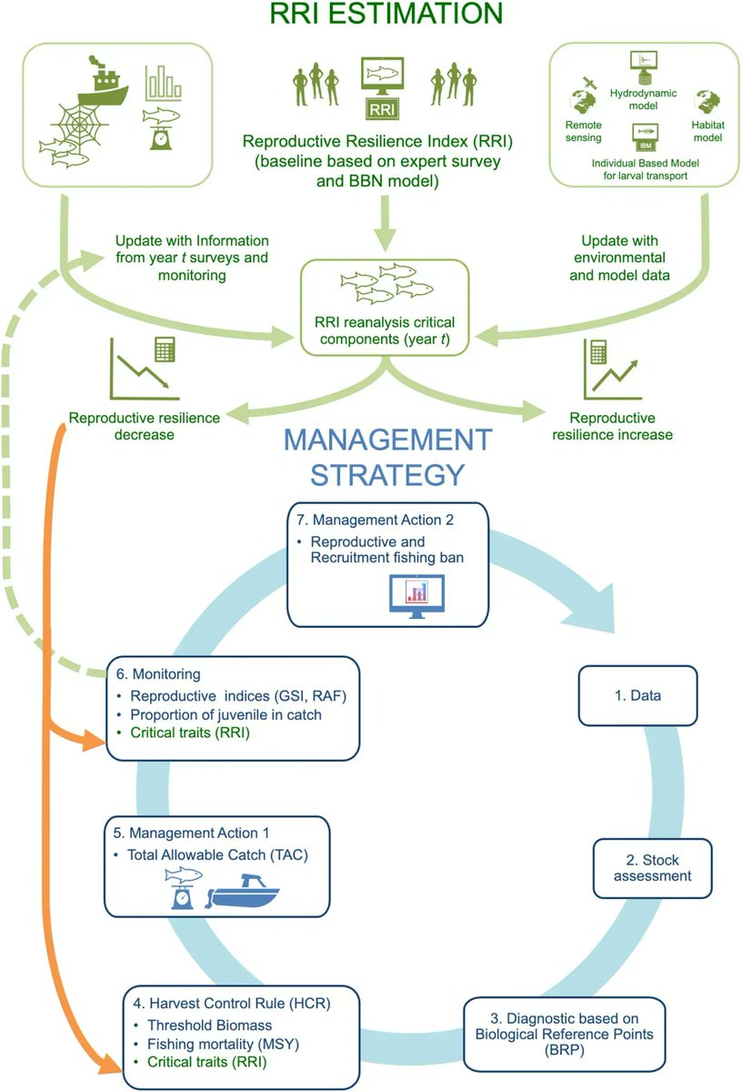 What is a reproductive resilience index? <a href="/andresospina/">Andrés Ospina @andresospina.bsky.social</a> <a href="/IMEDEA_UIB_CSIC/">IMEDEA (UIB-CSIC)</a> and colleagues share how to compute the index and apply it to #fisheries management. Read the #OpenAccess paper: buff.ly/3WKFt45