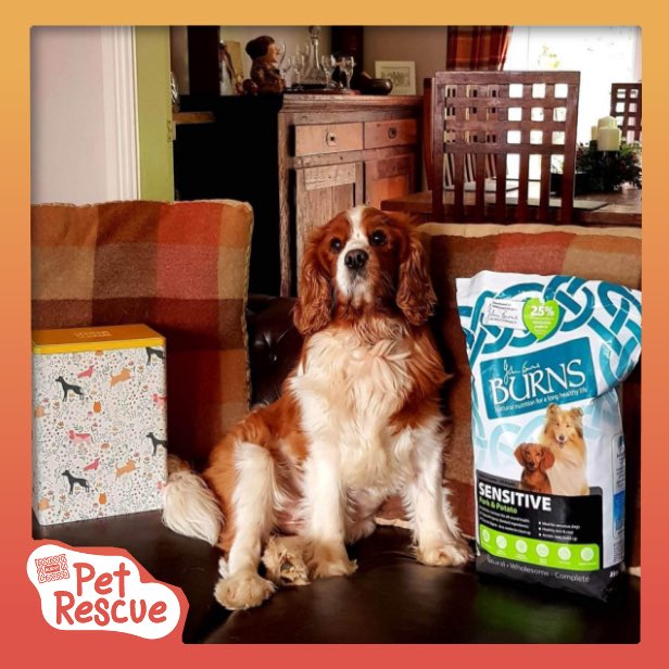 Gorgeous Bailey left for his forever home today ❤️

Happy Gotcha Day boy!

@burnspetfood #poweredbyburns #backedbyburns #burnspet #burnspetfood #burnspetrescue #cavpack